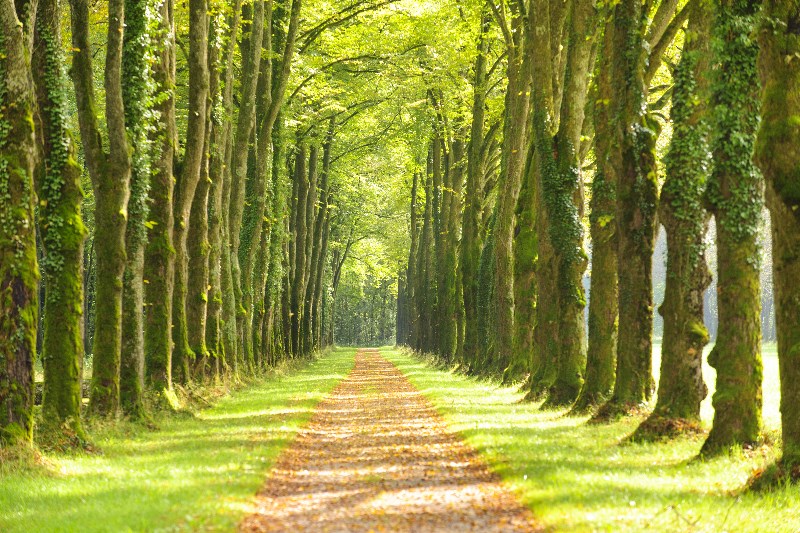 Alles over het verzorgen van een leilinde in de tuin