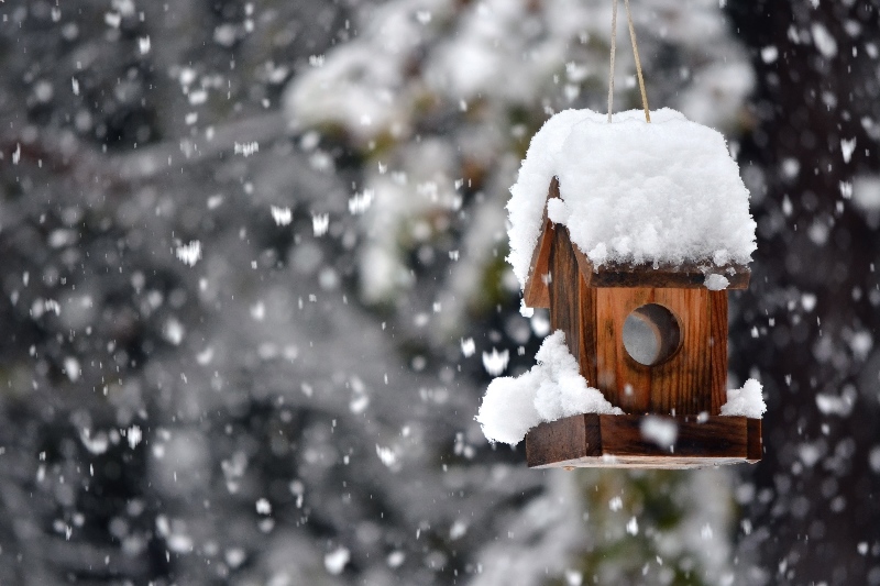 Maak je tuin winterklaar 7 tips