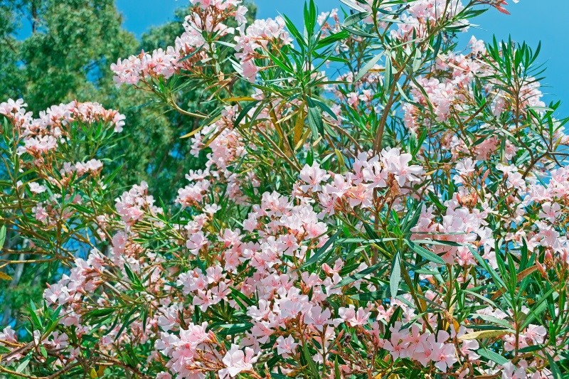 Hoe en wanneer de oleander snoeien?  