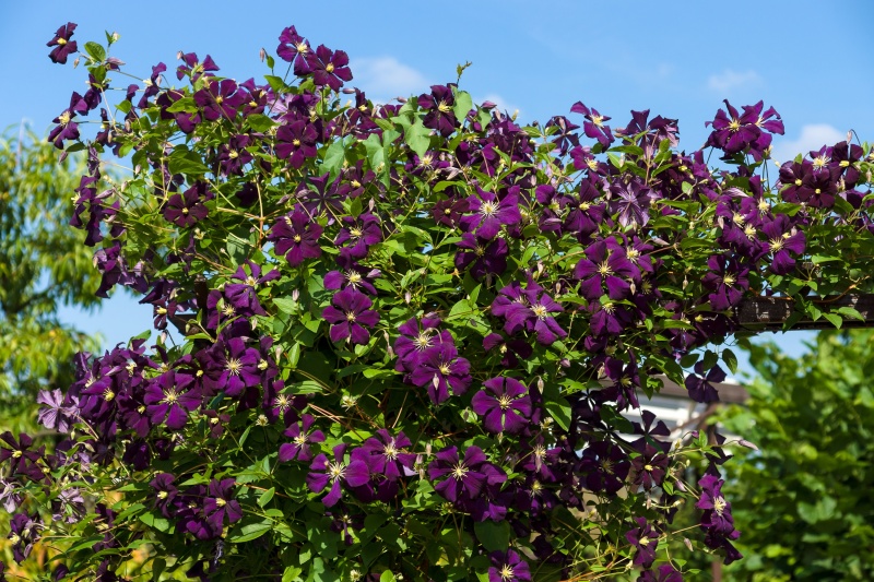 Hoe snoei je een clematis?