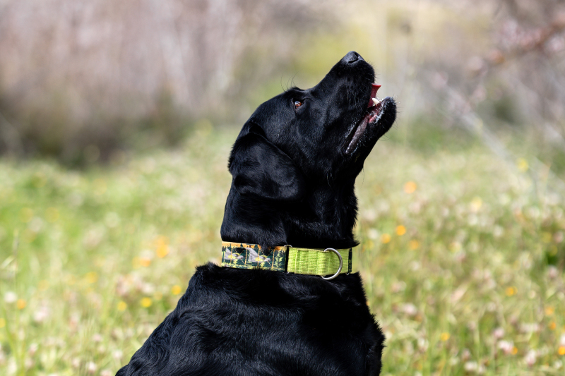 Alles over honden training en voeding