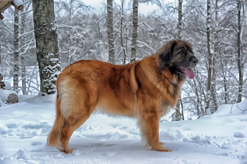 Leonberger over het ras