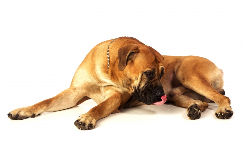 De Boerboel, over het ras 