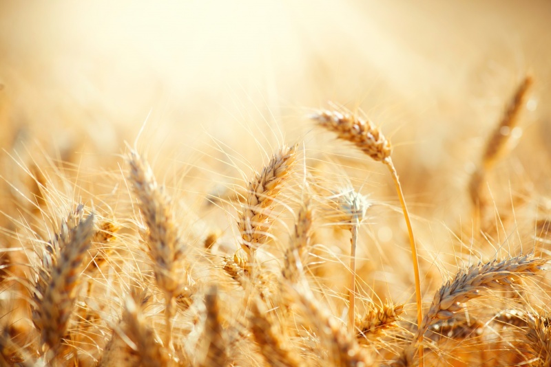 Wat zijn gluten?