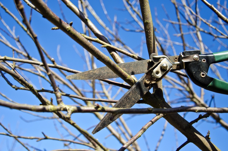 Hoe moet je een appelboom snoeien? 