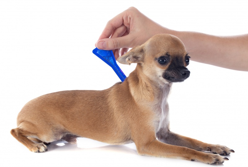 Hond behandelen tegen vlooien en teken