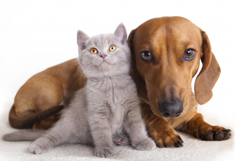 Kat en hond, gaat dat samen? |