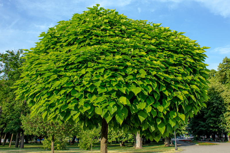 catalpa