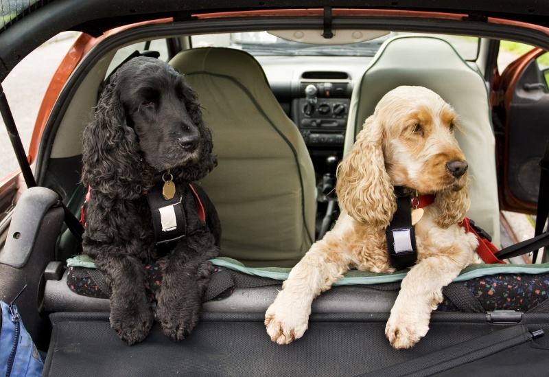 Met de hond in de auto