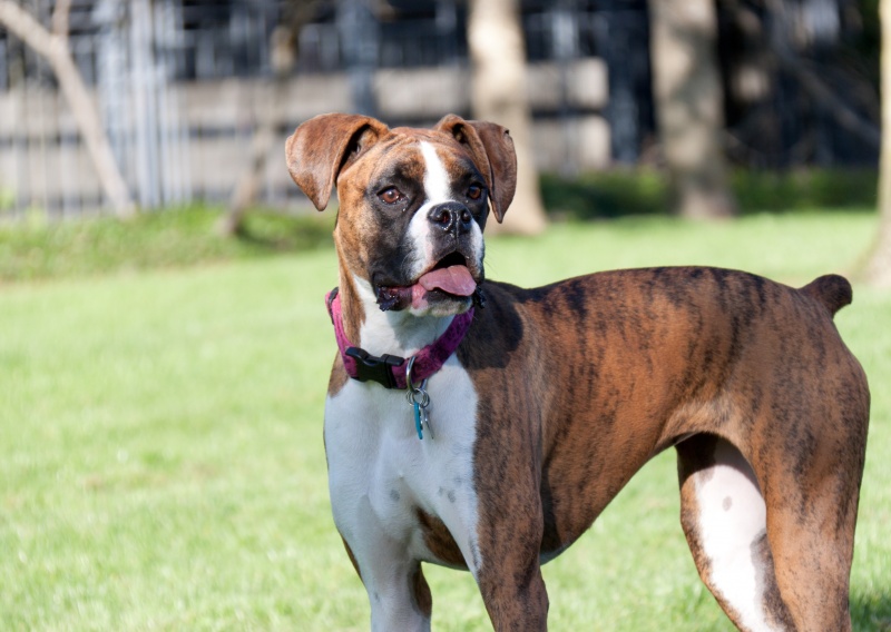 De boxer - hond, over het ras