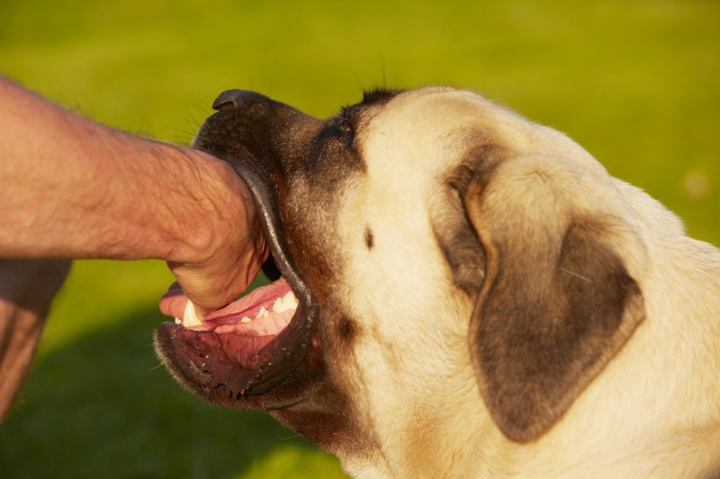 Gebeten door hond wat nu?