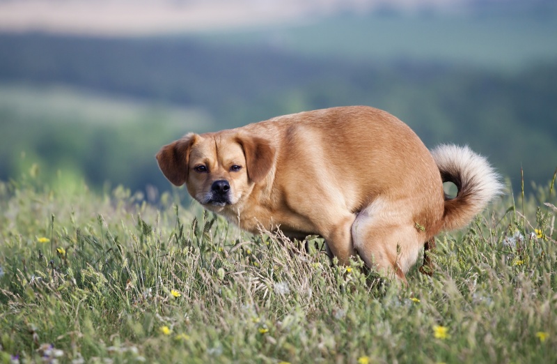 Bloed bij ontlasting hond, oorzaken en signalen