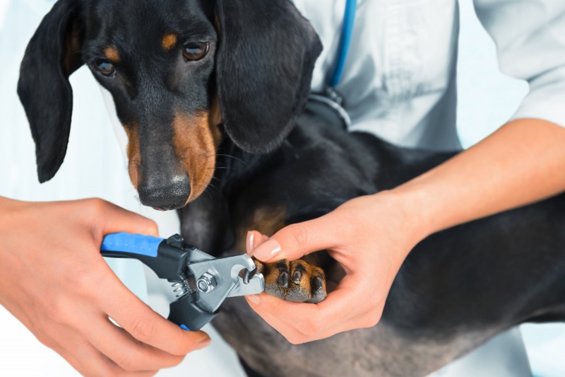 Hoe nagels knippen bij een hond? | infobron.nl