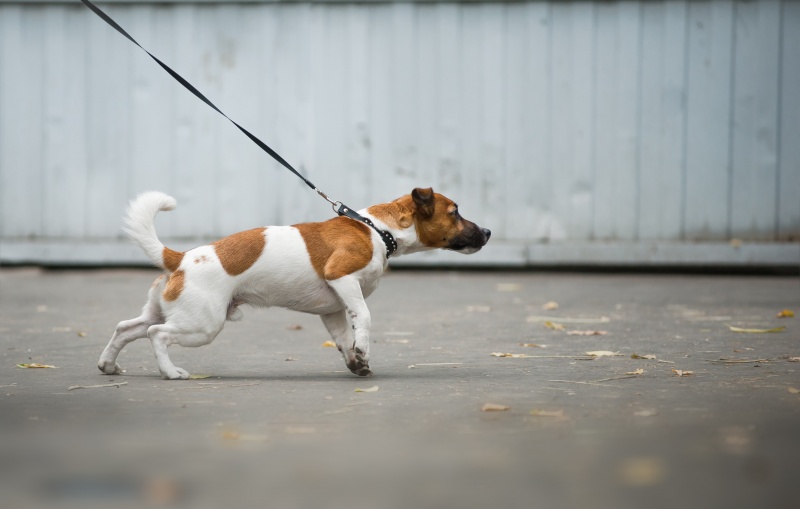 Hondengedrag: Mijn hond trekt aan de riem