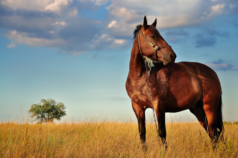 paard kopen