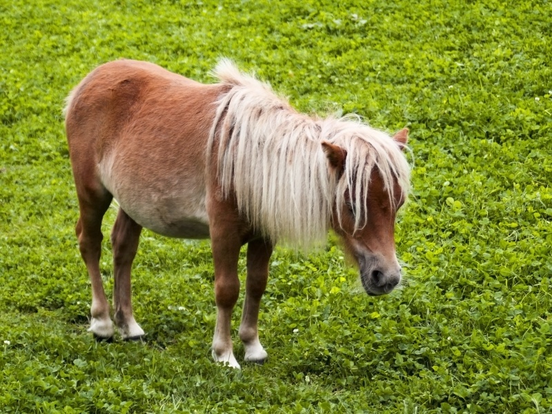 Het verschil tussen een pony en een pony | infobron.nl