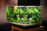 https://infobron.nl/thumbafbeelding/3075/Vormen-van-aquarium-verlichting